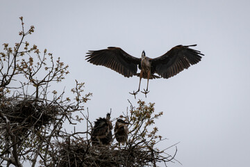 Great blue heron with out streched legs landing on nest with chicks.