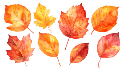 Obraz premium Close-up shot of various colorful autumn leaves, beautifully arranged