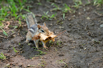 Chipmunk with a mouth full of dried leaves