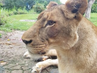 portrait of a lion