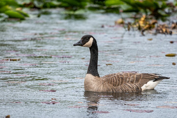Canada goose swimming in a lake with green lily pads in the background