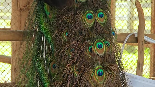 Close up of the peacock feathers.