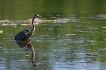 Great Blue heron wading in lake with reflection