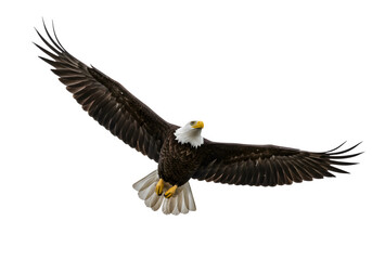 Obraz premium Bald eagle flying bird bald photography. isolated on white or transparent background. PNG