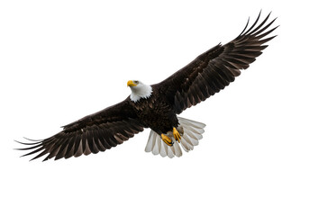 Obraz premium Bald eagle flying bird bald photography. isolated on white or transparent background. PNG