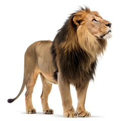 Fototapeta premium A full-body photorealistic lion standing majestically with a detailed mane and powerful stance.