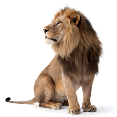 Obraz premium A full-body photorealistic male lion sitting calmly with a relaxed posture and a detailed, majestic mane.