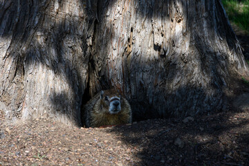 Furry marmot emerging from it’s burrow at the base of a large tree trunk, Crooked River Gorge in Central Oregon, at a nature background
