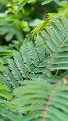 Delicate, feathery green bipinnate leaves of the Mimosa pudica (sensitive plant)