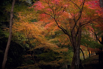 紅葉の谷