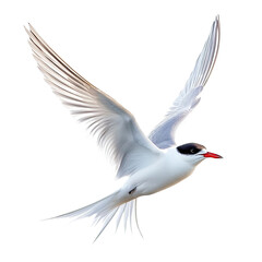 Arctic Tern isolated in transparent background