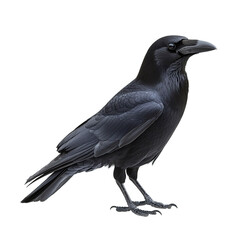 Fototapeta premium Crow isolated in transparent background 