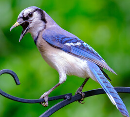 bluejay on a branch