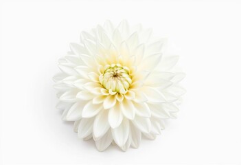 A pristine white chrysanthemum blossom, petals softly overlapping, set against a pure white backdrop,  smooth,  minimalist