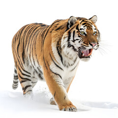 Obraz premium A roaring tiger facing forward with its body slightly angled, showing detailed fur and an intense expression.