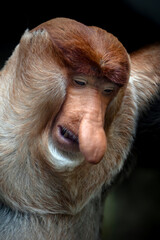 Naklejka premium Bekantan long-nosed monkey