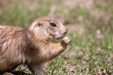prairie dog eating grass