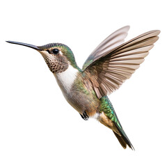 Fototapeta premium Hummingbird isolated in transparent background 