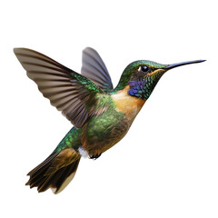 Fototapeta premium Hummingbird isolated in transparent background 