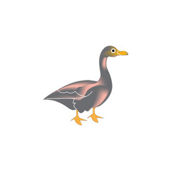 duck vector image illustration of duck or teal common name for several species of birds in the family anatidae