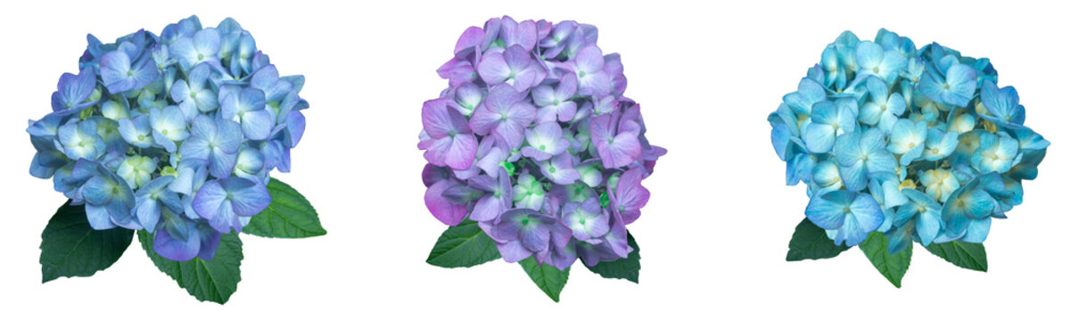Various colors of hydrangea flowers isolated on transparent background. PNG image.Summer season with blooming flowers.
