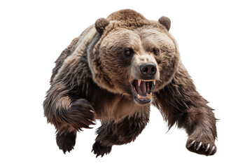 Obraz premium Grizzly Bear Charging: Powerful Wildlife Photography isolated on transparent background png