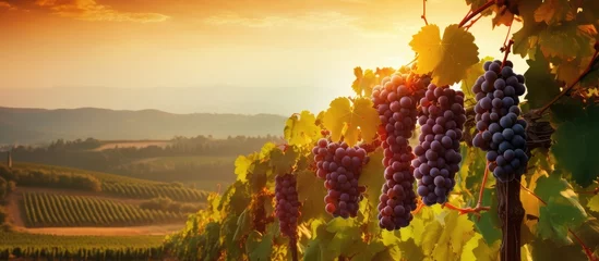 Papier peint photo Vignoble Sunset Over Vineyard With Ripe Grape Clusters  © evening_tao