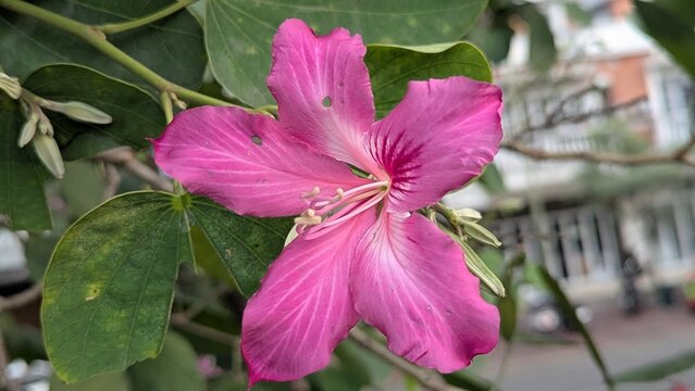 Close up Bright Hong Kong Orchid Tree Flower Blossom with Green Leaves in Garden