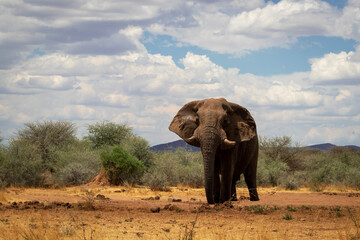 Obraz premium Lone elephant in the wild, captured in Namibia. A striking wildlife scene perfect for safari, solitude, conservation, and African nature-themed creative projects.