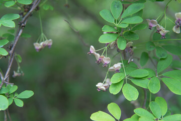 日本：アケビ（Akebia quinata）／雄花のグループと葉をクローズアップ【山野草】長野県・5月