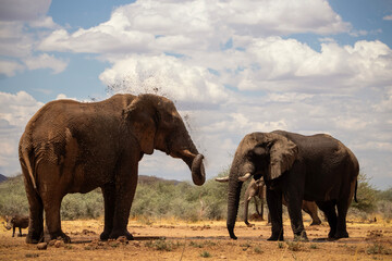 Wild african animals. African Bush Elephants in the grassland on a sunny day.