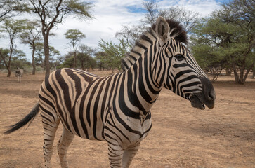 Wild african life.  Namibian zebra standing in the middle of the savannah.