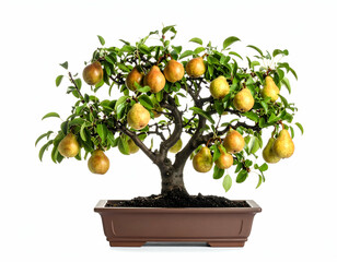Miniature Pear Bonsai Tree A Stunning Display of Tiny Fruit and Lush Greenery