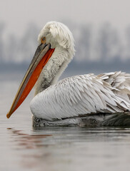 Dalmatian Pelican of Kerkini Lake