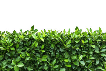 Obraz premium Realistic green hedge plant leaves texture background for garden design element vector illustration, landscaping, foliage, nature isolated on transparent background