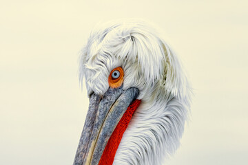 Dalmatian Pelican of Kerkini Lake