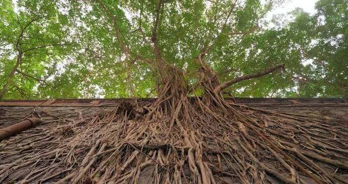 Lush green foliage and sprawling roots on retaining wall of massive banyan tree, low angle panning shot. Iconic urban nature scene from hilly Hong Kong Island, featuring big masonry wall tree
