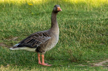 Graylag geese (Anser anser) in a natural habitat
