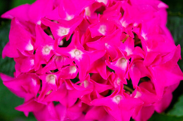 紫陽花
