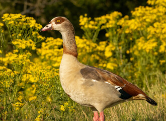 Egyptian Goose (Alopochen aegyptiaca) close up