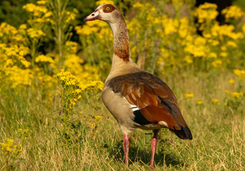 Egyptian Goose (Alopochen aegyptiaca) close up