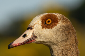 Egyptian Goose (Alopochen aegyptiaca) close up