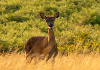 Red deer (Cervus elaphus) in Richmond park, London, UK