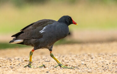 Moorhen (Common Moorhen) in natural habitat
