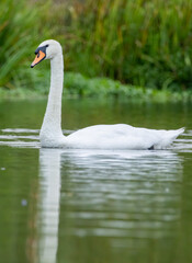 Mute swan in a natural habitat