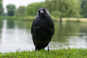 Jackdaw (Corvus monedula) in a natural habitat