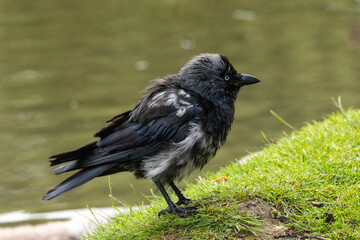 Jackdaw (Corvus monedula) in a natural habitat