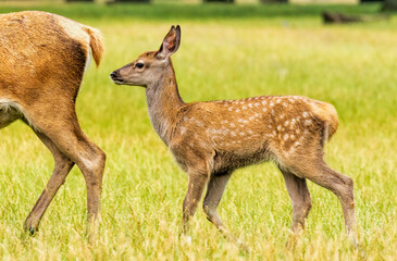 Red deer (Cervus elaphus) in Richmond park, London, UK