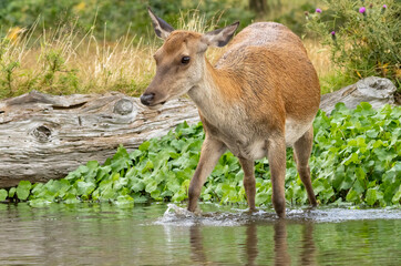 Red deer (Cervus elaphus) in Richmond park, London, UK