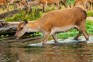 Red deer (Cervus elaphus) in Richmond park, London, UK
